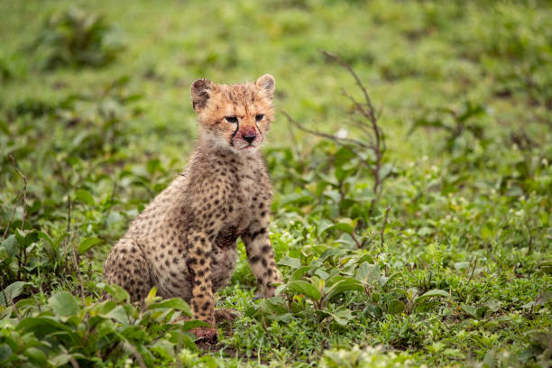 istock Cheetah in Tanzania 1410920944