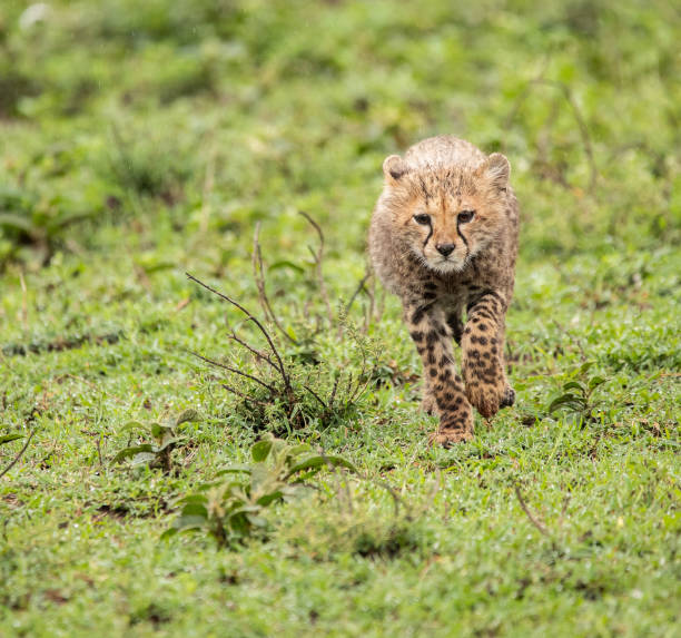 istock Cheetah in Tanzania 1410920945