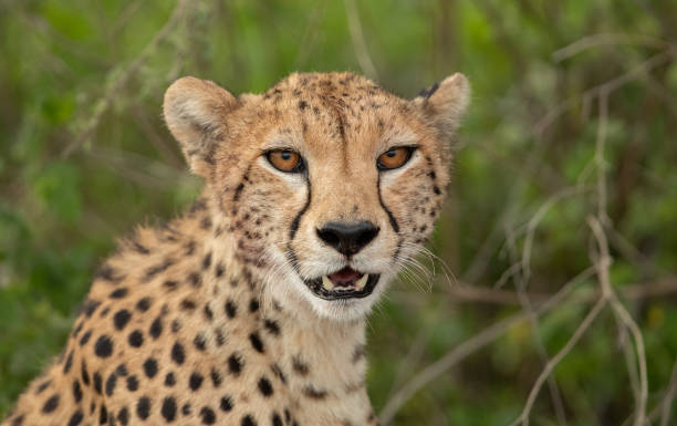 istock Cheetah in Tanzania 1410920987