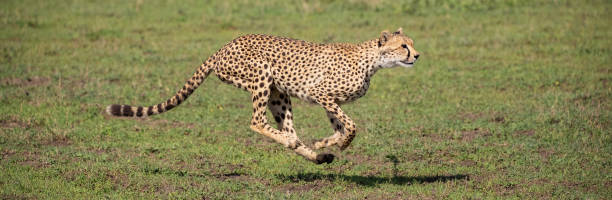istock Cheetah in Tanzania 1410920994