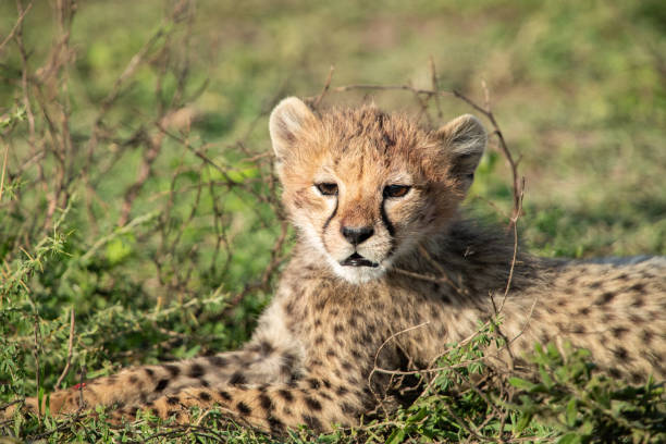 istock Cheetah in Tanzania 1410921011