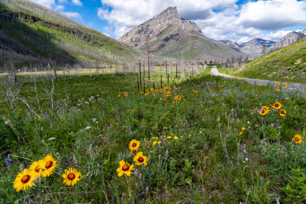 Wildflowers grow alongside the Red Rock Canyon Parkway in Waterton Lakes National Park. Alberta, Canada stock photo