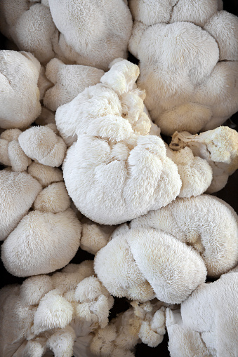 Fluffy, white lion's mane mushrooms on display at a farmer's market