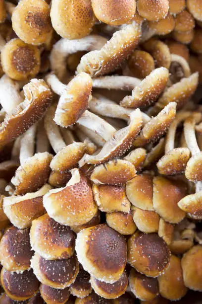 A close-up of fresh cinnamon cap mushrooms at a farmer's market