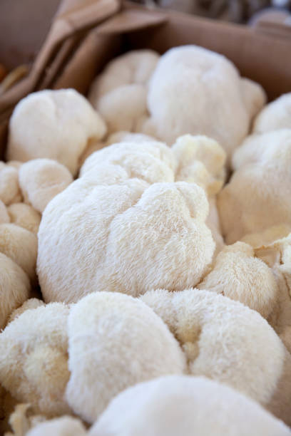 Lion's mane mushrooms at a farmer's market Close-up of fluffy, white lion's mane mushrooms in a cardboard box at a farmer's market mane stock pictures, royalty-free photos & images