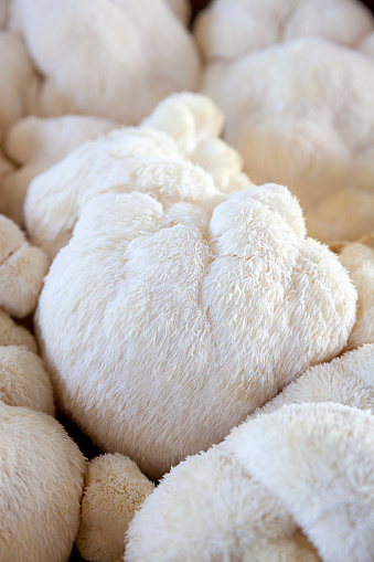 Close-up of fluffy, white lion's mane mushrooms on display at a farmer's market
