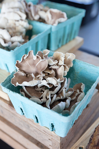 Fresh, grey Italian oyster mushrooms in blue cartons on display at a farmer's market