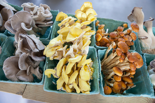 Flat lay view of white button mushrooms (Agaricus bisporus) on blue drapery background.