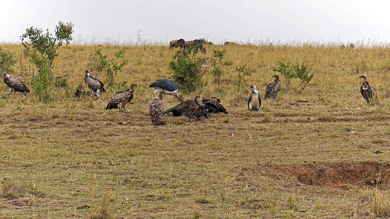 Vulture birds at carcass in Africa savanna