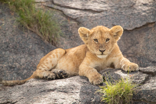 istock Lion Pride in Tanzania 1410922682