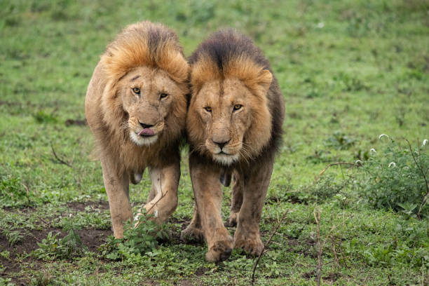 istock Lion Pride in Tanzania 1410923489