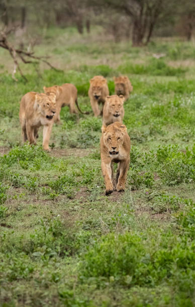 istock Lion Pride in Tanzania 1410923518
