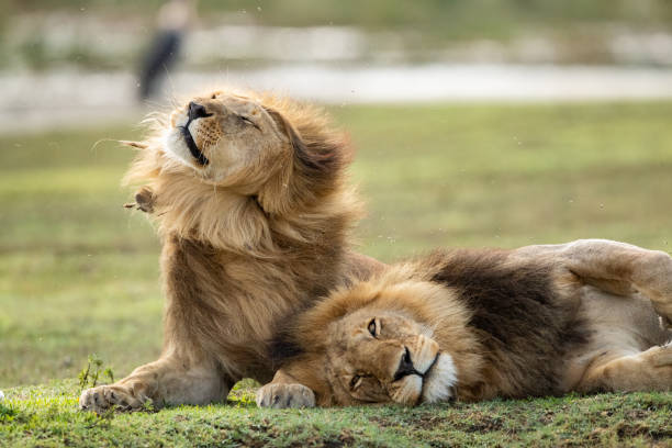 istock Lion Pride in Tanzania 1410923569