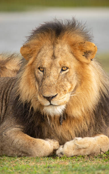 lion pride in tanzania - pride of lions foto e immagini stock