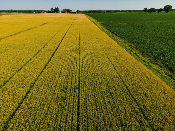 Rows of Crops at a Wisconsin Farm