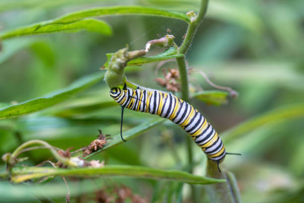 istock Monarch Butterfly caterpillar on Milkweed plant 1410924482