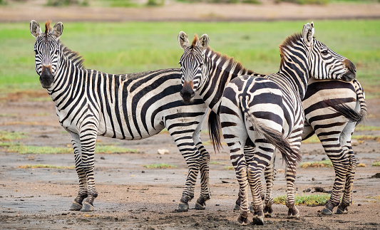 A  plains zebra, also known as the common zebra or Burchell's zebra, or locally as the \