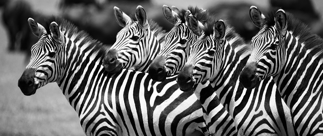 Black and white image of three zebras grazing