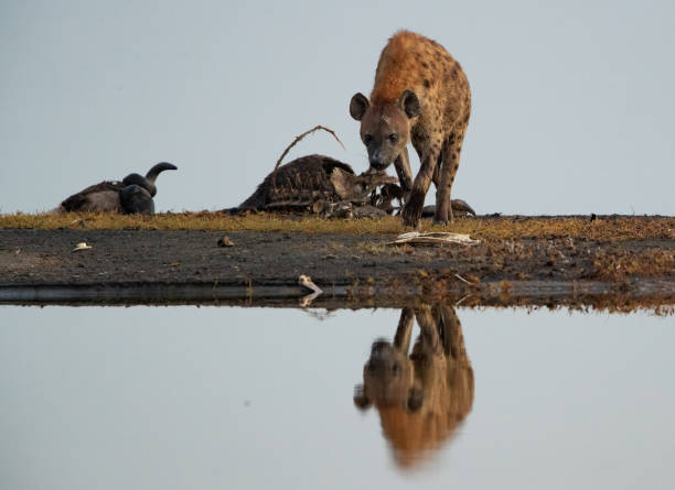 istock Hyena in Tanzania 1410925495