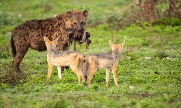 istock Hyena in Tanzania 1410925641