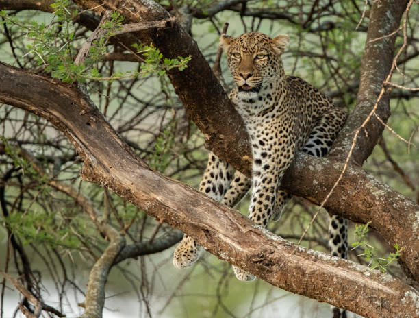 istock Leopard in Tanzania 1410927570