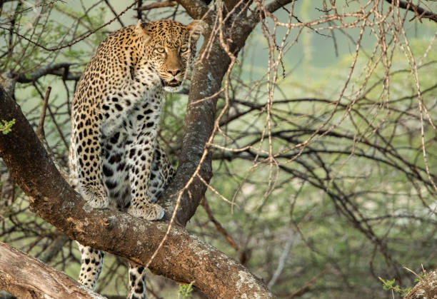 istock Leopard in Tanzania 1410927662