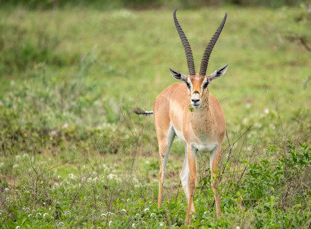 istock Antelope in Tanzania 1410928296