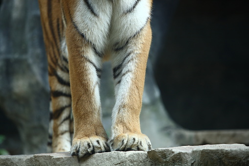 A captive Amur Tiger (Siberian Tiger). Siberian tigers are the largest cats in the world. Panther Tigris Altaica. A game farm in Montana, with animals in natural settings. Edited.