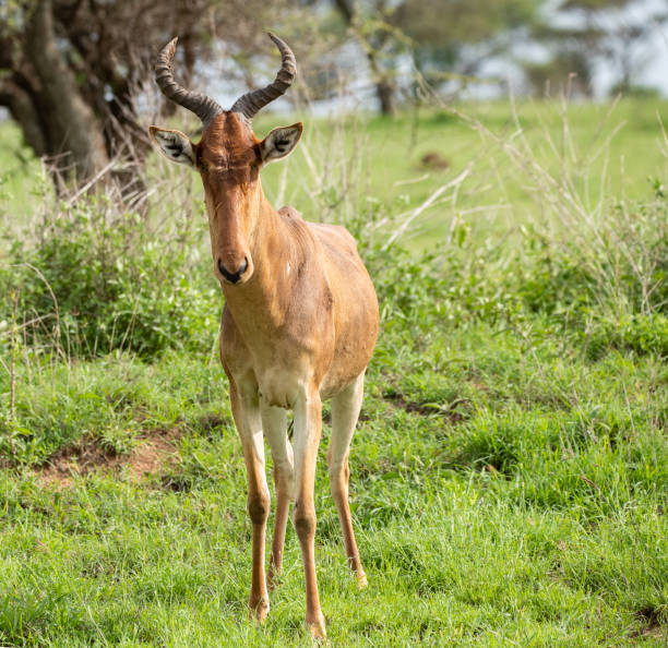 istock Antelope in Tanzania 1410928530