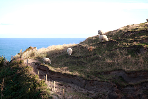 sheep make a living in the small hill with  blue sky background