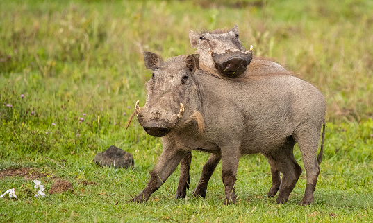 A warthog forages for food on the plains of Tanzania during the great migration