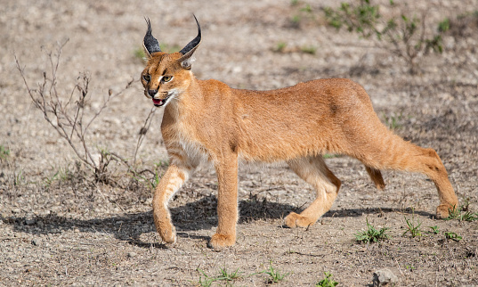 A Caracal roams the plains of Tanzania in search of food