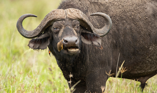 A Cape buffalo on the plains of Tanzania