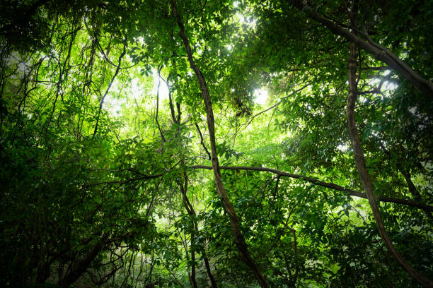 istock Natural vines and vine curtains and global warming countermeasures 1410931779
