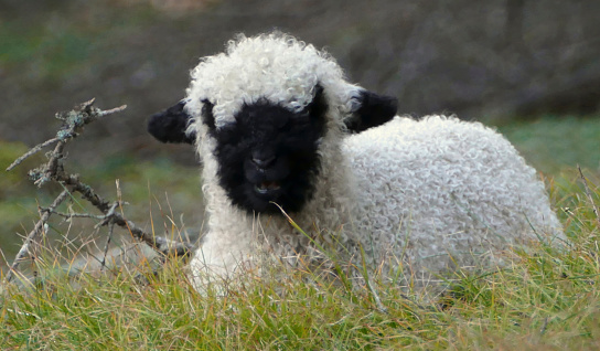 Young Valais black-nosed sheep in a meadow, Austria