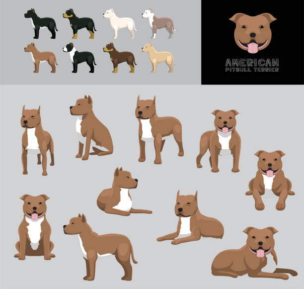 dog american pitbull terrier cartoon vector illustration color variation set - 比特犬 幅插畫檔、美工圖案、卡通及圖標
