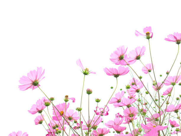 Backshot cosmos flowers.