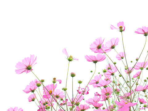 Beautiful back lit cosmos flowers isolated on white background. High key image with copy space