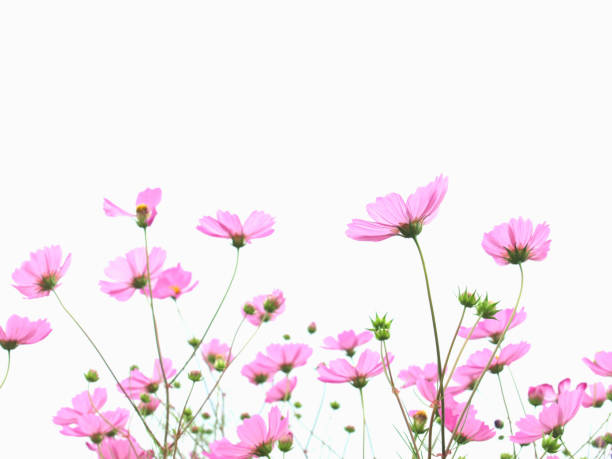 istock Backshot cosmos flowers 1410933876