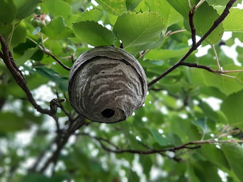 Entrance to the aspen nest. Wasps made a nest in the territory of the sadan fruit tree. How to destroy a aspen nest.