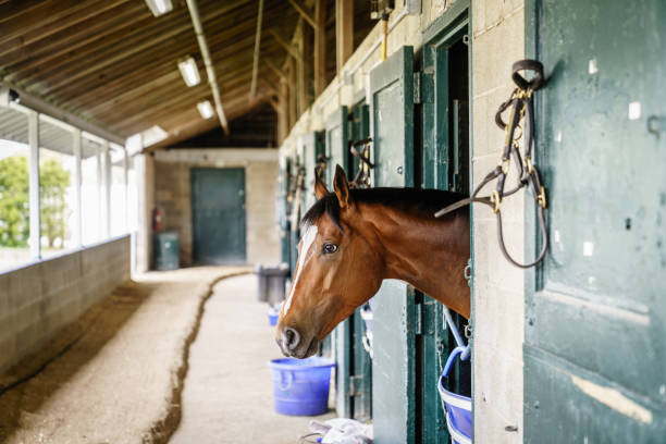 istock Horse in a stable 1410935684