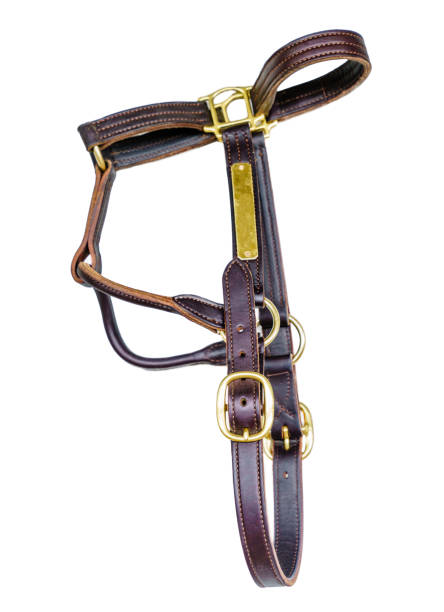 cavalo brida - leather harness - fotografias e filmes do acervo