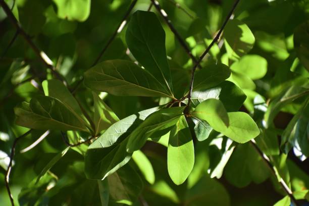 istock The Beauty of Tree Leaves 1410936773