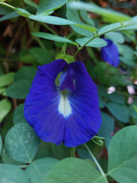 istock purple flower, on green background, Butterfly Pea 1410937635