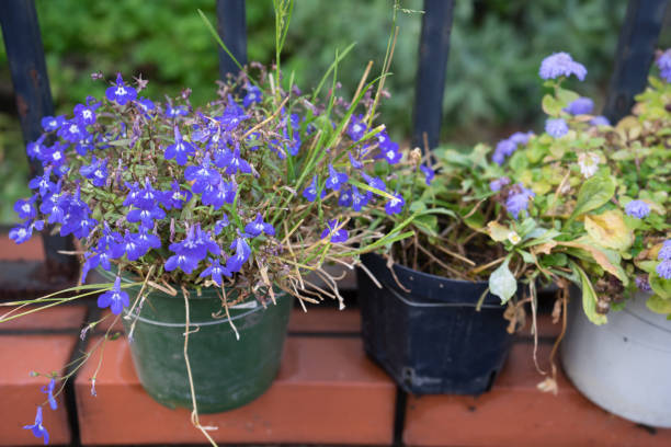 istock Blue flowers in a pot 1410937740
