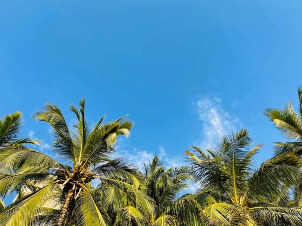 istock Clear blue sky and palm trees background 1410937859