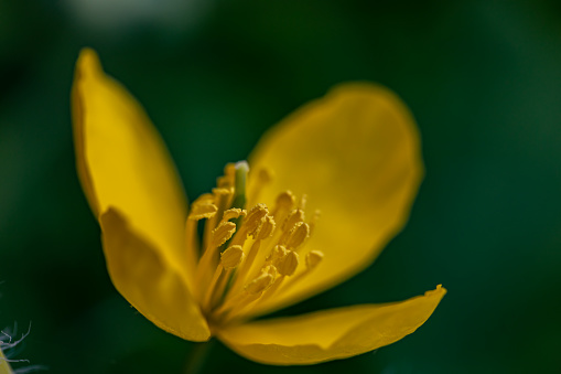 flowers captured in Bohinj valley Slovenia