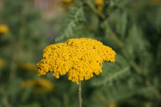 istock Flowers and plants in beautiful colors 1410938775