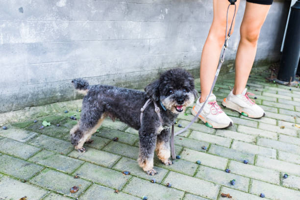 istock A well-behaved teddy dog, teddy, poodle 1410938776