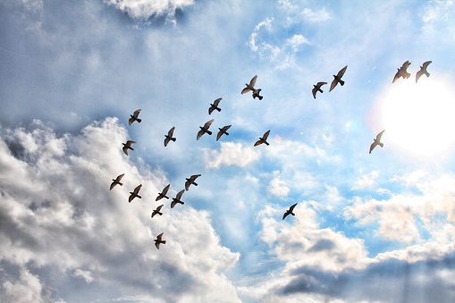 Flock of pigeons flies under cloudy skies
